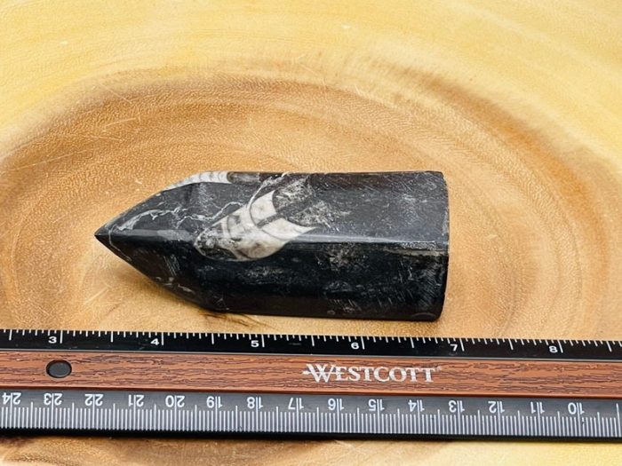 Orthoceras Cephalopod Fossil Tower| Orthoceras Fossil Crystal Point | Fossilized Orthoceras Obelisk | Orthoceratid Fossils | 4 inch