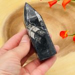 Orthoceras Cephalopod Fossil Tower| Orthoceras Fossil Crystal Point | Fossilized Orthoceras Obelisk | Orthoceratid Fossils | 4 inch