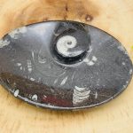 Orthoceras Bowl | Fossil Bowl for Incense and Crystals | Cleansing Bowl | Orthoceras Healing Crystal Plate | 5 inch