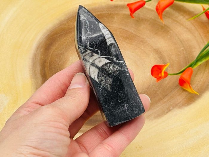 Orthoceras Cephalopod Fossil Tower| Orthoceras Fossil Crystal Point | Fossilized Orthoceras Obelisk | Orthoceratid Fossils | 4 inch