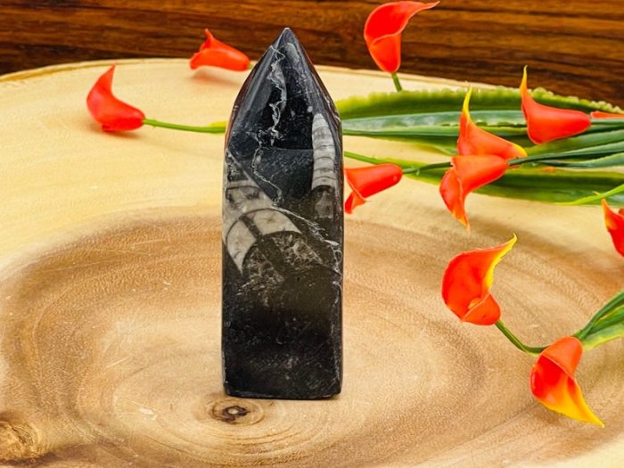 Orthoceras Cephalopod Fossil Tower| Orthoceras Fossil Crystal Point | Fossilized Orthoceras Obelisk | Orthoceratid Fossils | 4 inch