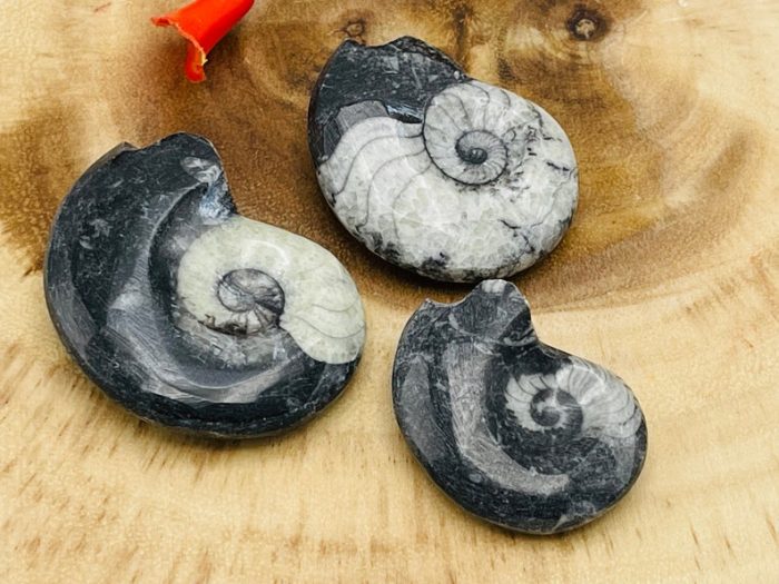 Orthoceras Cephalopod Fossil Pendant | Orthoceras Fossil Crystal | Fossilized Orthoceras | Orthoceratid Fossils Jewelry Pendant