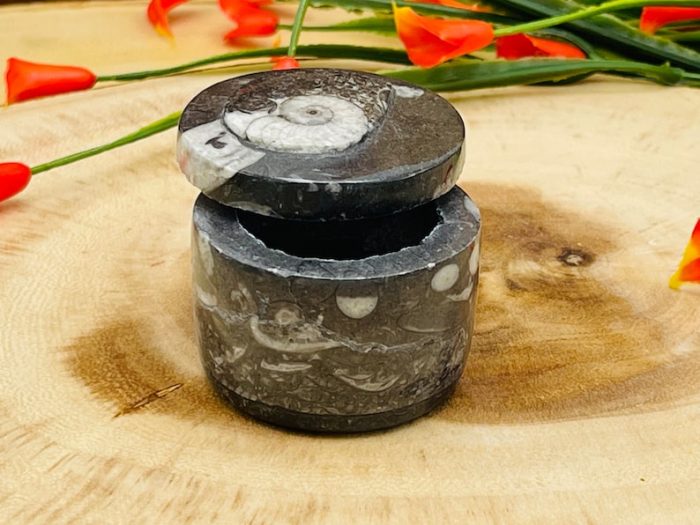 Orthoceras Cephalopod Fossil Jar with Lid | Orthoceras Fossil Crystal Round Box | Fossilized Ammonite Orthoceras Jar | Orthoceratid Fossils