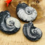 Orthoceras Cephalopod Fossil | Orthoceras Fossil Crystal | Fossilized Orthoceras | Orthoceratid Fossils