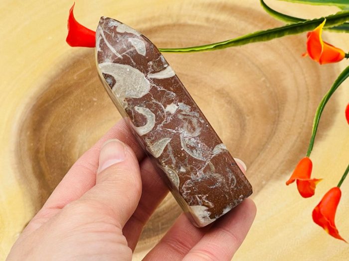 Red Fossil Tower| Red Horn Fossil Crystal Point | Fossilized Obelisk | Fossils | 4 inch