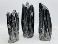 Orthoceras Cephalopod Fossil Free Form Tower, Multiple Cephalopod Fossils Squid Specimen